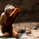 A capuchin monkey eats a piece of papaya at a zoo in northwestern Venezuela.